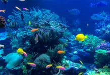 ¿Quieres vibrar bajo el mar? Del maravilloso agujero azul de Belice a las islas hondureñas en el Caribe sur Agujero azul Belice - Centroamérica