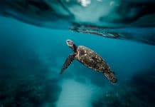 ¡Añádele emoción a tu jornada de buceo en rincones espectaculares de Belice y Guatemala! ¡Añádele emoción a tu jornada de buceo en rincones espectaculares de Belice y Guatemala! - Centroamérica