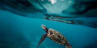 ¡Añádele emoción a tu jornada de buceo en rincones espectaculares de Belice y Guatemala! ¡Añádele emoción a tu jornada de buceo en rincones espectaculares de Belice y Guatemala! - Centroamérica