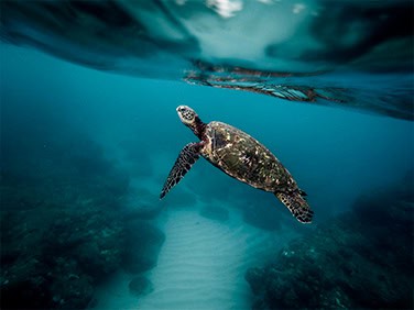 tortuga-destacado ¡Añádele emoción a tu jornada de buceo en rincones espectaculares de Belice y Guatemala!