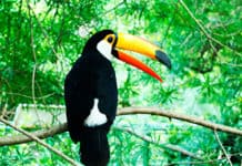 Fusíonate más que nunca con la naturaleza vive el avistamiento de aves en Costa Rica, Nicaragua y Honduras Avistamiento de aves Costa Rica, Nicaragua y Honduras - Centroamérica