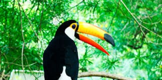 Fusíonate más que nunca con la naturaleza vive el avistamiento de aves en Costa Rica, Nicaragua y Honduras Avistamiento de aves Costa Rica, Nicaragua y Honduras - Centroamérica