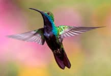 Deslúmbrate con el plumaje de ciencia ficción del colibrí, la pequeña gran maravilla de la naturaleza en Costa Rica y Panamá Deslúmbrate con el plumaje de ciencia ficción del colibrí, la pequeña gran maravilla de la naturaleza en Costa Rica y Panamá - Centroamérica