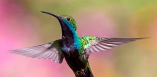 Deslúmbrate con el plumaje de ciencia ficción del colibrí, la pequeña gran maravilla de la naturaleza en Costa Rica y Panamá Deslúmbrate con el plumaje de ciencia ficción del colibrí, la pequeña gran maravilla de la naturaleza en Costa Rica y Panamá - Centroamérica