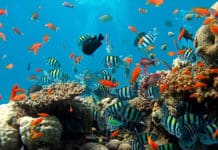 Caribe Maya, por fin una iniciativa para conocer toda la diversidad cultural de la zona Caribe Maya - diversidad cultural - Centroamérica