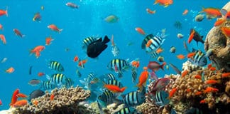 Caribe Maya, por fin una iniciativa para conocer toda la diversidad cultural de la zona Caribe Maya - diversidad cultural - Centroamérica