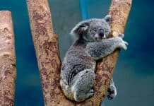 Atrévete con el #KoalaChallenge frente a la arquitectura más vanguardista y ancestral de Panamá y Belice KoalaChallenge - Arquitectura vanguardista - ancestral Panamá - Belice - Centroamérica