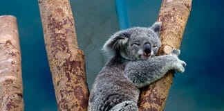 Atrévete con el #KoalaChallenge frente a la arquitectura más vanguardista y ancestral de Panamá y Belice KoalaChallenge - Arquitectura vanguardista - ancestral Panamá - Belice - Centroamérica