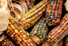 Esto sí que es inmersión: vacaciones en una cultura totalmente diferente Vacaciones en una cultura totalmente diferente - Centroamérica