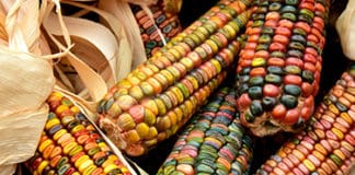 Esto sí que es inmersión: vacaciones en una cultura totalmente diferente Vacaciones en una cultura totalmente diferente - Centroamérica