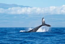 Amante de los Challenge ¡apuesta por los animales más bellos de la naturaleza! Animales más bellos del planeta - Centroamérica