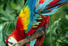 ¿Te gusta observar aves? No te pierdas estos paraísos centroamericanos Aves - Centroamérica - Paraísos