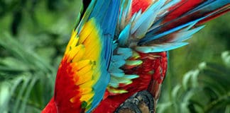 ¿Te gusta observar aves? No te pierdas estos paraísos centroamericanos Aves - Centroamérica - Paraísos