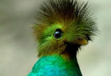 ¿Cuáles son los 3 pájaros imprescindibles en tus avistamientos en Centroamérica? Quetzal - Aves - Centroamérica