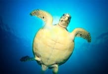 Nada con tiburones y tortugas… ¡en mar abierto! Tortugas marinas - oceános - Centroamérica