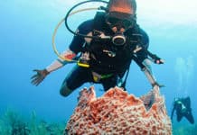 Color, vida y biodiversidad. ¡Bucea y disfruta de los arrecifes de coral! Buceo - Arrecifes - Centroamérica