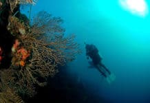 Diving among tropical species or submerged villages? Try it all! Diving - Central America