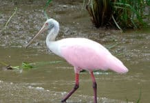 Des vacances responsables et en paix avec la nature ? Oui, merci ! Observación aves - Centroamérica