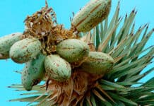 ¿Cómo preparar yuca en casa? Una receta sabrosa, auténtica y fácil de preparar Preparar Yuca - Centroamérica