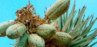 ¿Cómo preparar yuca en casa? Una receta sabrosa, auténtica y fácil de preparar Preparar Yuca - Centroamérica