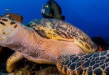 La fauna en Centroamérica y República Dominicana, en vivirenelmundo.com y travelnature.nl Fauna en Centroamérica