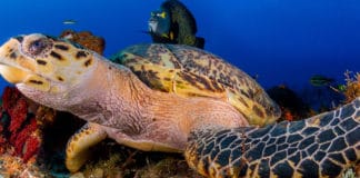 La fauna en Centroamérica y República Dominicana, en vivirenelmundo.com y travelnature.nl Fauna en Centroamérica