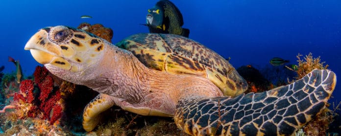 Fauna en Centroamérica