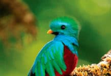 Biodiversity in Central America: the destination for nature lovers Biodiversity - Central America