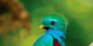 Biodiversity in Central America: the destination for nature lovers Biodiversity - Central America
