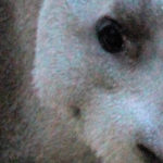 Fauna – Mamíferos – Centroamérica