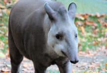 3 mamíferos únicos que solo se pueden ver en Centroamérica Fauna - Mamíferos - Centroamérica