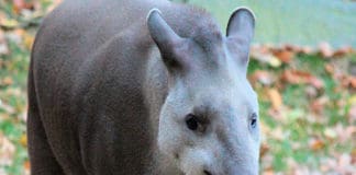 3 mamíferos únicos que solo se pueden ver en Centroamérica Fauna - Mamíferos - Centroamérica