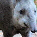 Fauna – Mamíferos – Centroamérica