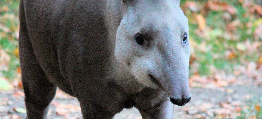 Fauna - Mamíferos - Centroamérica