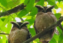 Pico Bonito-Nationalpark: mehr als 400 Vogelarten Vogelarten - Nationalpark