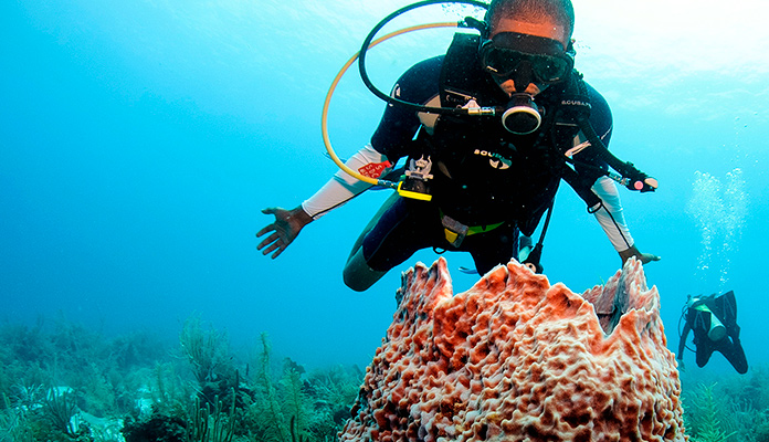 Coral - Belice - Centroamérica