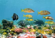 Why are the coral reefs of Central America among the most important in the world? Arrecifes coral - Centroamérica