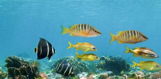 ¿Por qué los arrecifes de coral de Centroamérica son de los más importantes del mundo? Arrecifes coral - Centroamérica