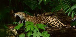 Centroamérica y República Dominicana, cuna de las especies más exuberantes del planeta Jaguar - Belice - Centroamérica