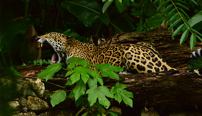 Jaguar - Belice - Centroamérica