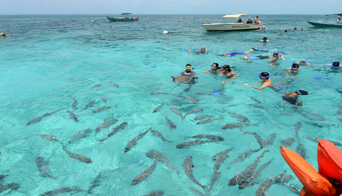 Tiburones - Centroamérica