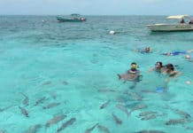 Este es el mejor verano para disfrutar de la imponente naturaleza de Centroamérica Tiburones - Centroamérica