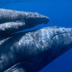 ballenas-centroamerica-panama