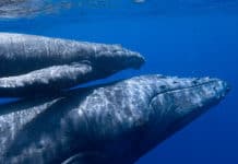 La Ruta de las Jorobadas Ruta jorobadas - Panamá - Centroamérica