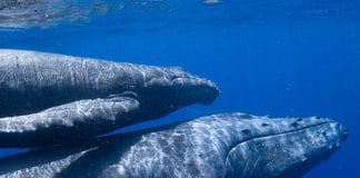 La Ruta de las Jorobadas Ruta jorobadas - Panamá - Centroamérica