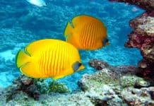 Tauchen für Anfänger in Mittelamerika: die besten Ziele Central America - Diving