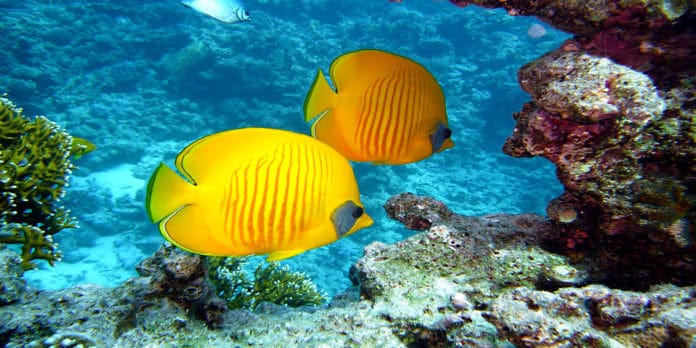 Central America - Diving