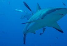 Lugares de Centroamérica para bucear entre tiburones