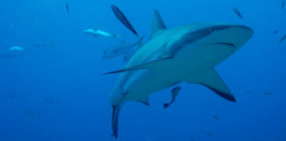 Lugares de Centroamérica para bucear entre tiburones