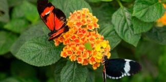 El agroturismo en Centroamérica: una forma distinta de viajar